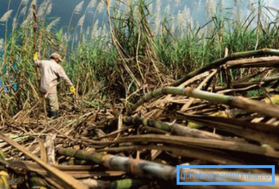 Brazil is the largest sugar cane ethanol country. Brazil is the largest sugar cane ethanol country.