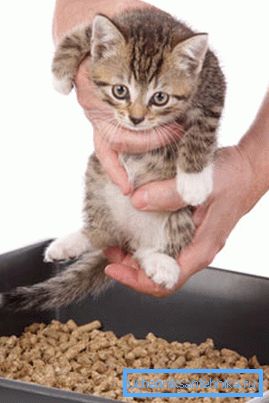 Act as gently as possible, do not scare and punish the kitten near the toilet. Act as gently as possible, do not scare and punish the kitten near the toilet.