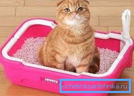 If the kitten confidently walks in the tray, you can begin to form a new skill. If the kitten confidently walks in the tray, you can begin to form a new skill.