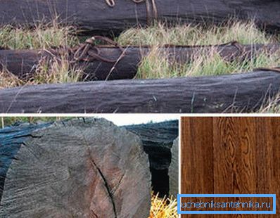 Photo bog oak.