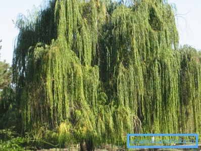 The existing vegetation on the site can help in finding the best place for a well or a well. The existing vegetation on the site can help in finding the best place for a well or a well.