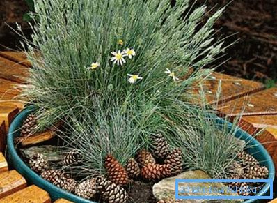 Interesting decor: a cover-bed as an option at the same time and cover, and flower pot. Interesting decor: a cover-bed as an option at the same time and cover, and flower pot.