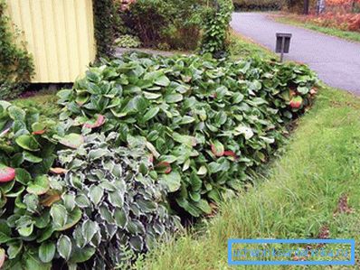 1207 Use of plants