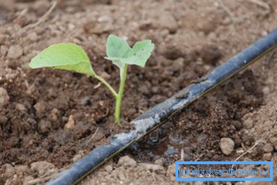 Drip irrigation Drip irrigation