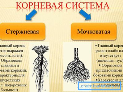1223 Root system