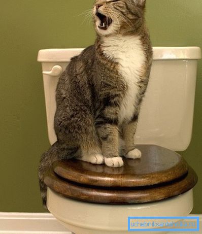 The cat goes to the toilet only on their own, it must be understood. The cat goes to the toilet only on their own, it must be understood.