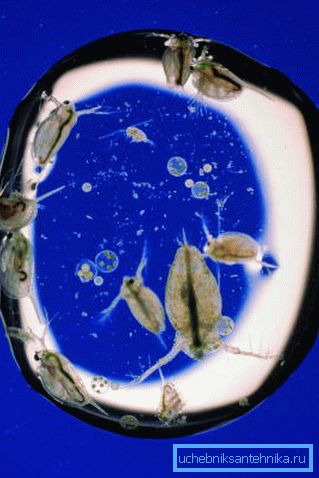 Microorganisms in a drop of water under the microscope. Microorganisms in a drop of water under the microscope.