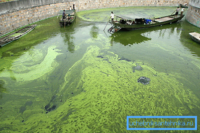 Airplanes can fly on bio-fuel from algae Airplanes can fly on bio-fuel from algae