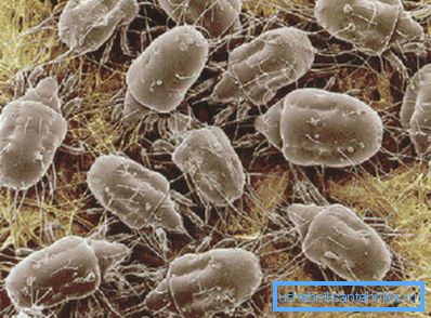 On the photo - microorganisms hidden in a small amount of dust.