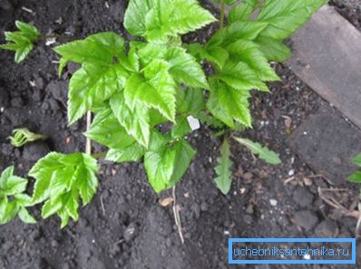 In the photo to sleep - a weed, talking about the presence of water in the soil In the photo to sleep - a weed, talking about the presence of water in the soil