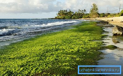 The photo shows algae from which organic fuel is produced. The photo shows algae from which organic fuel is produced.