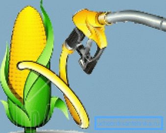 Corn is considered the most promising crop today for biofuels. Corn is considered the most promising crop today for biofuels.
