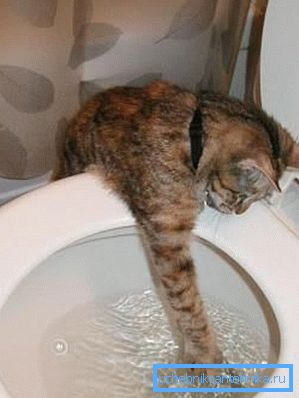 Some cats are intrigued by draining water. Some cats are intrigued by draining water.