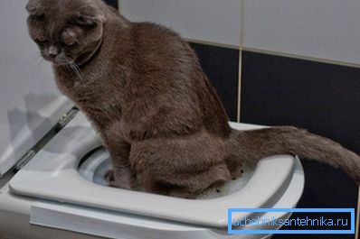 You need to wait until the cat gets used to using the tray installed on the toilet