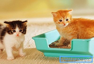 Training begins from the first days of a pet's life in the house. Training begins from the first days of a pet's life in the house.