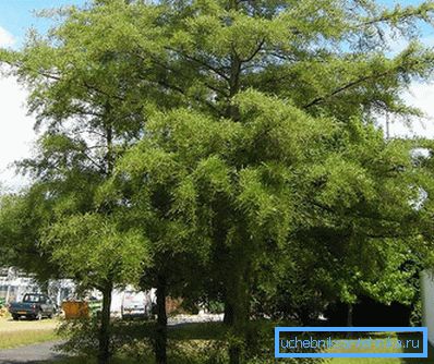 1223 Black Alder Imperialis