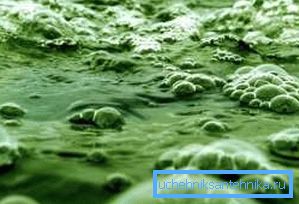 Organic fuel is not without flaws Organic fuel is not without flaws
