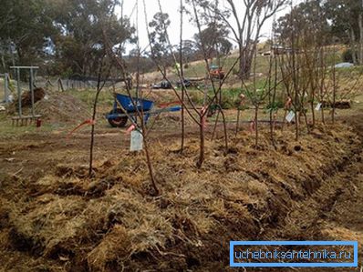 1223 Fruit trees planted on the mound