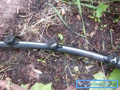 Watering grapes through a pipe made of polyethylene Watering grapes through a pipe made of polyethylene