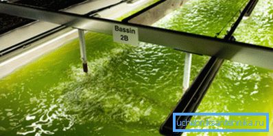Biofuel production from algae Biofuel production from algae