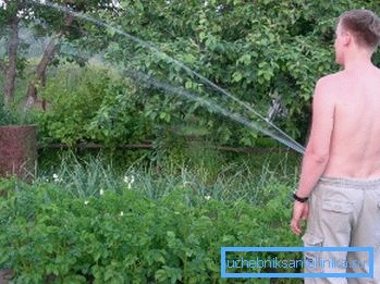 The size and quality of the crop depends on the usefulness of watering. The size and quality of the crop depends on the usefulness of watering.