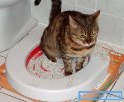The contents of the tray need to do somewhere, and not always the toilet will be the best choice. The contents of the tray need to do somewhere, and not always the toilet will be the best choice.