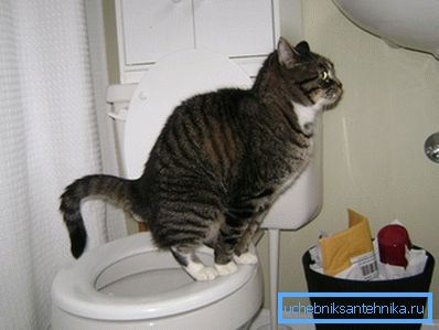 We remove the imitation and admire the learned cat. We remove the imitation and admire the learned cat.