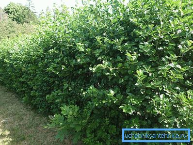 1223 Hawthorn hedge